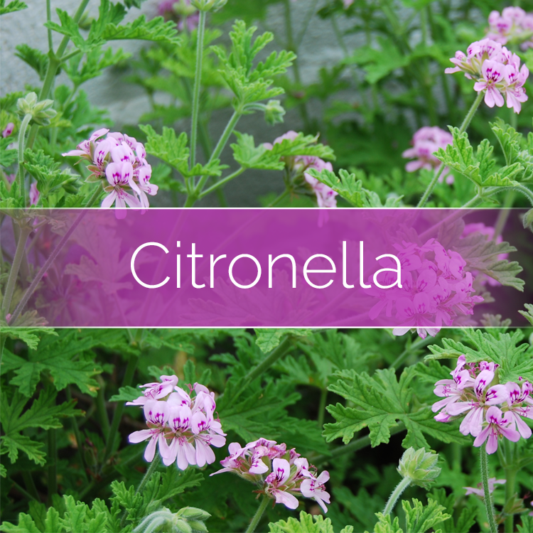 How to Make Easy Homemade Citronella Candles - Living Well Mom