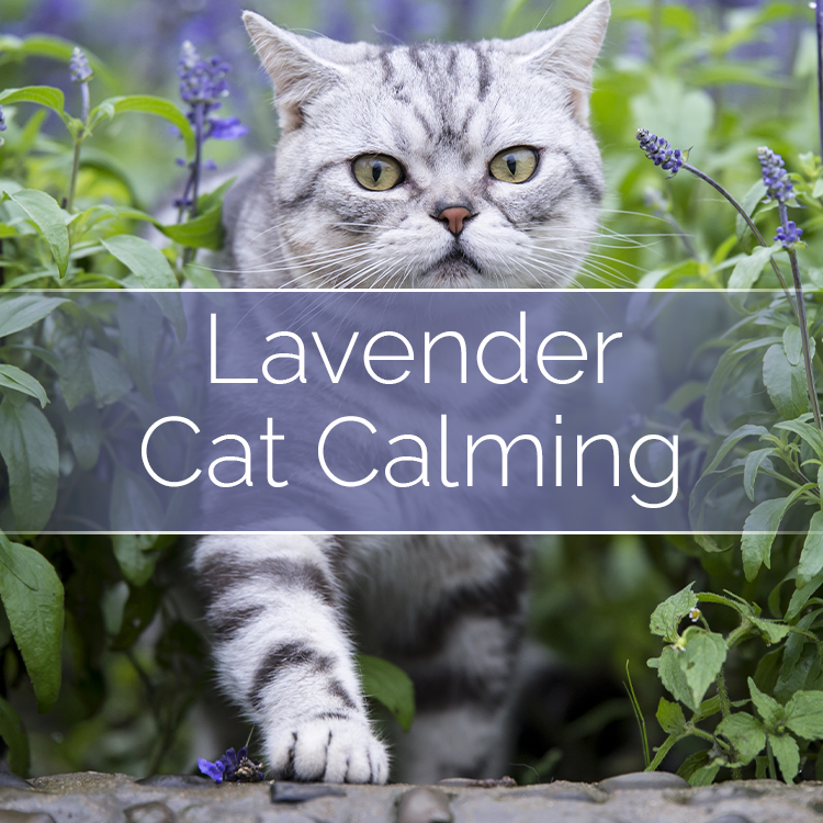 lavender plant safe for cats Cat Calming